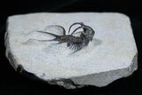 Spiny Ceratarges Trilobite From Morocco #1704-1